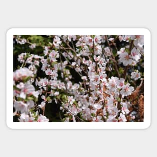 Tiny White and Pink Blossoms in Photography Sticker